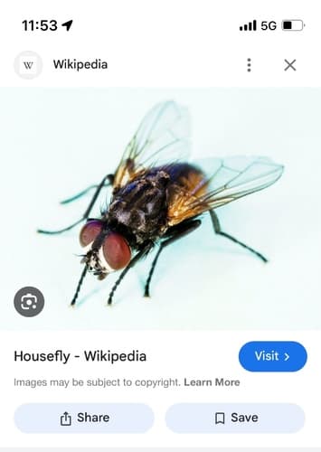 Housefly