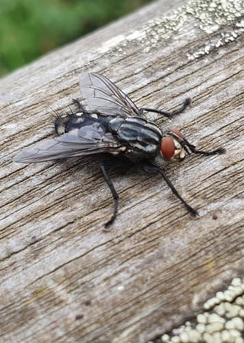 Housefly