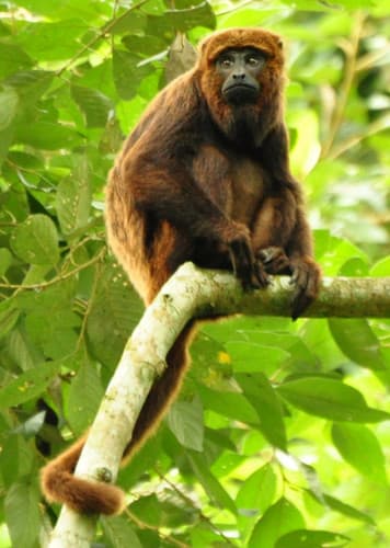 Howler Monkey
