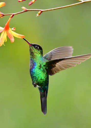 Hummingbird