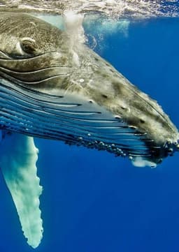 Humpback Whale