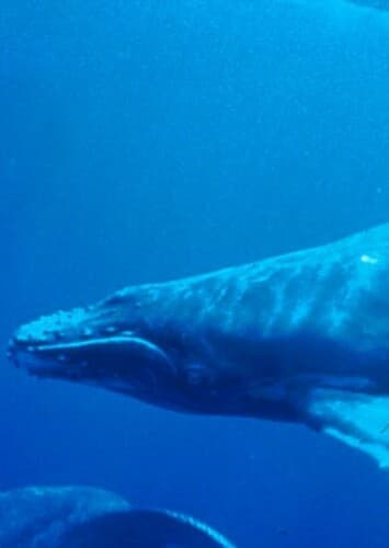 Humpback Whale