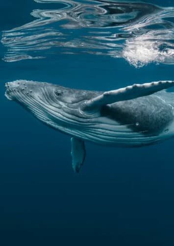Humpback Whale
