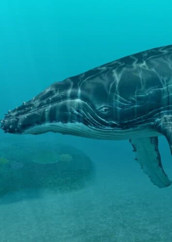 Humpback Whale