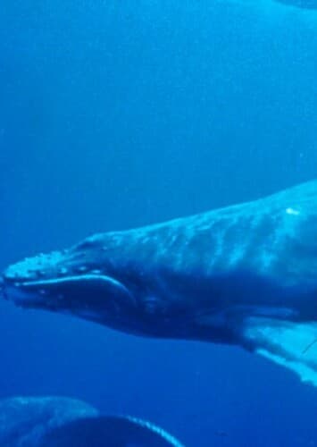 Humpback Whale