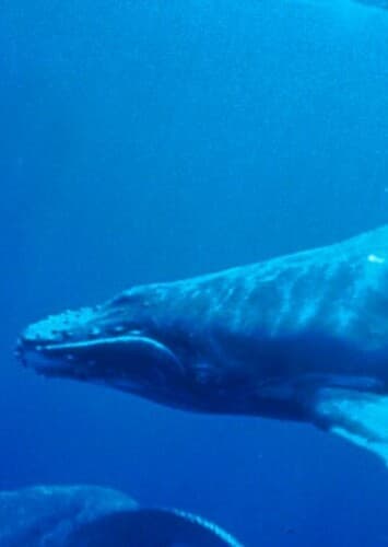 Humpback Whale