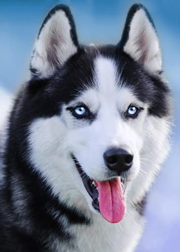 Husky Dog