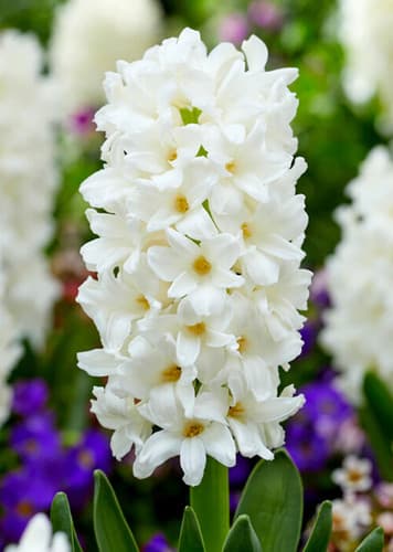 Hyacinth (White)