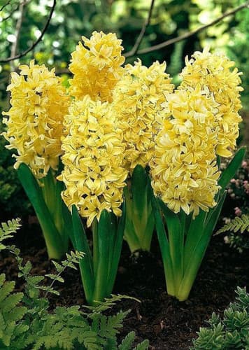 Hyacinth (Yellow)