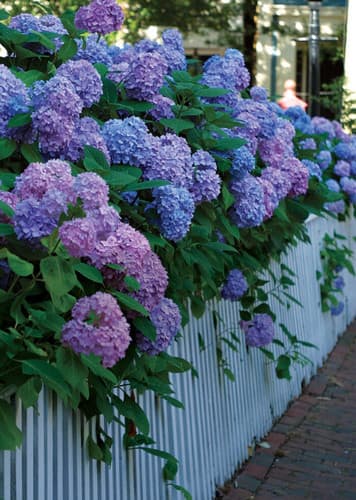 Hydrangea