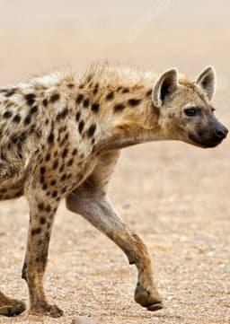 Hyena