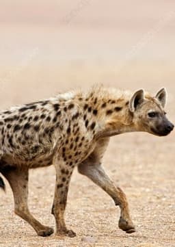 Hyena
