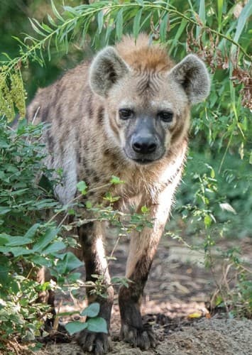 Hyena