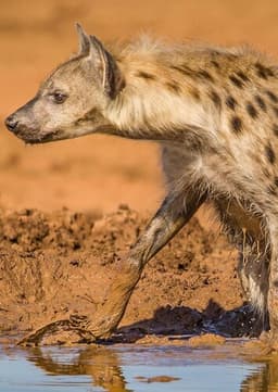 Hyena
