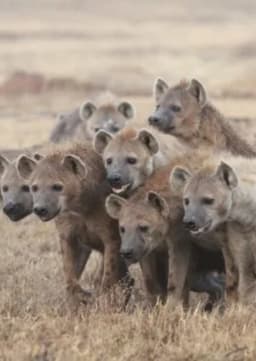 Hyena clan