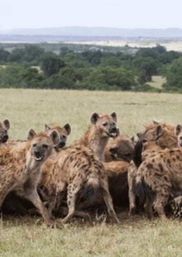 Hyenas