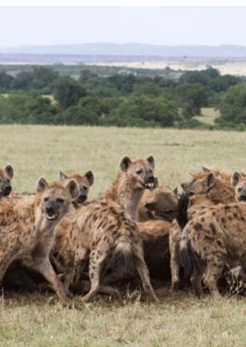 Hyenas