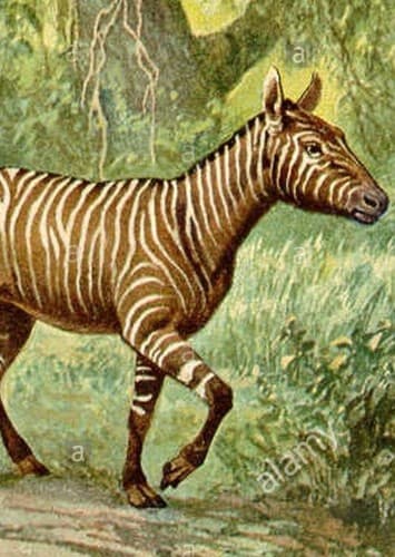 Hypohippus