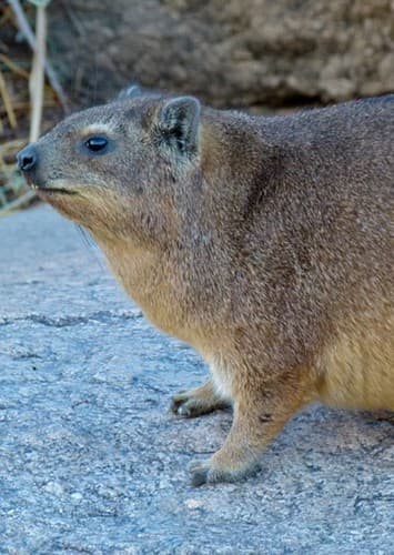 Hyrax