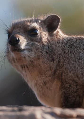 Hyrax