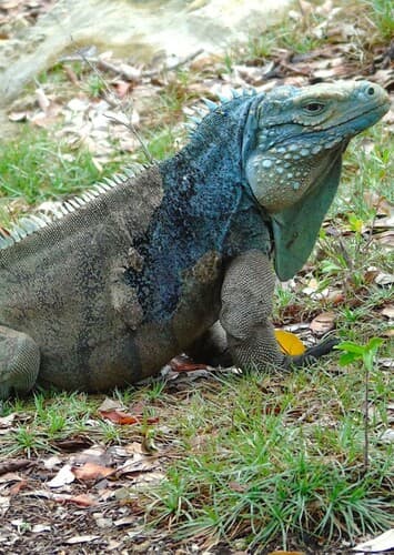 Iguana