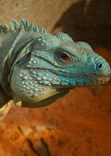 Iguana