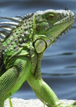 Iguana