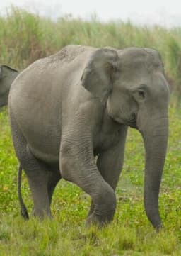 Indian Elephant
