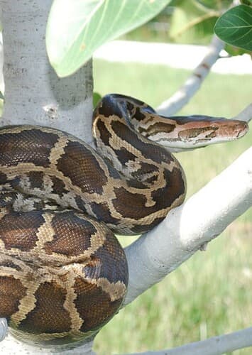Indian Python