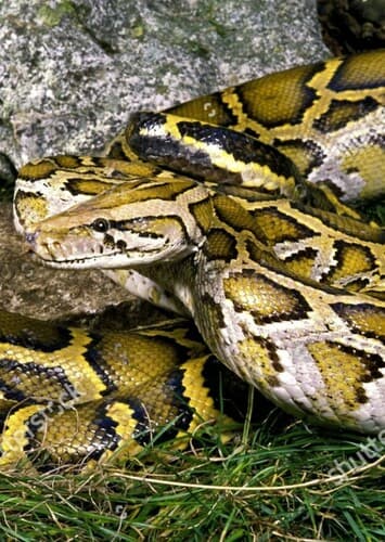 Indian Python