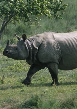Indian Rhino