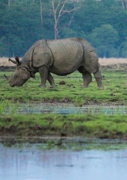 Indian Rhinoceros