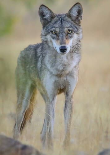 Indian Wolf