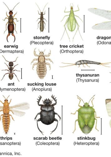 Insects