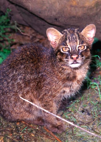 Iriomote Cat