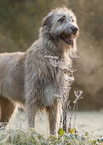 Irish Wolfhound Dog