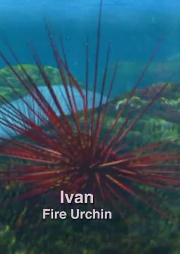 Ivan