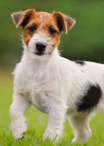 Jack Russell Terrier Dog