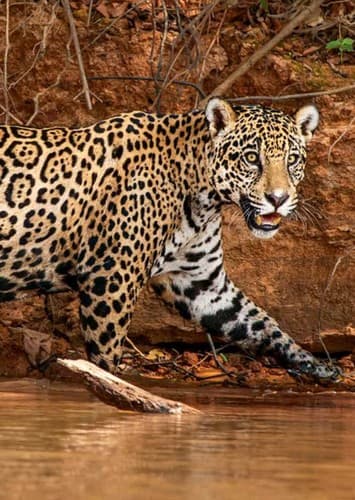 Jaguar