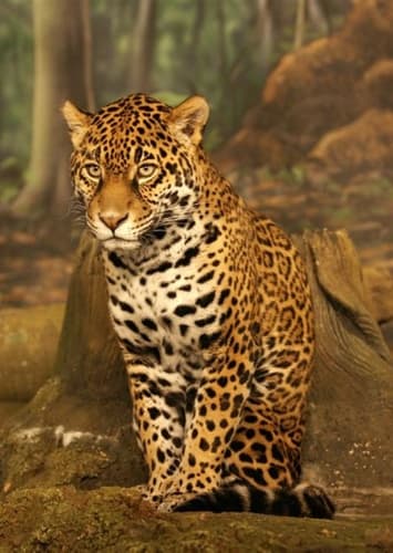 Jaguar