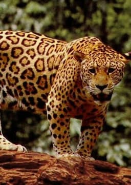 Jaguar