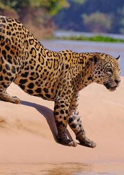 Jaguar