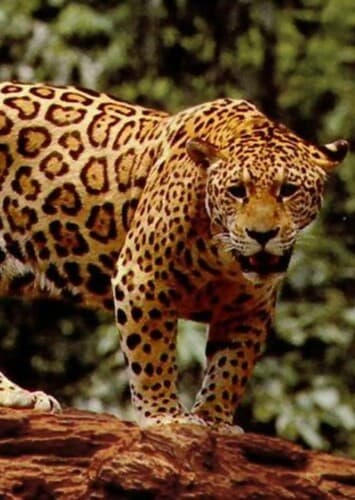 Jaguar