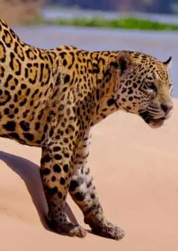 Jaguar