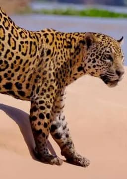 Jaguar