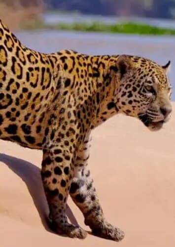 Jaguar