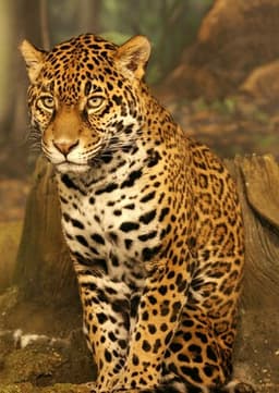 Jaguar