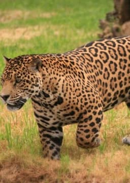 Jaguar