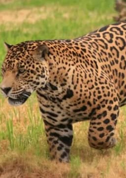 Jaguar