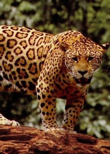 Jaguar